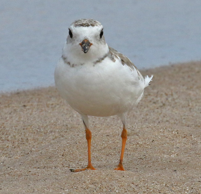 Piping Plover