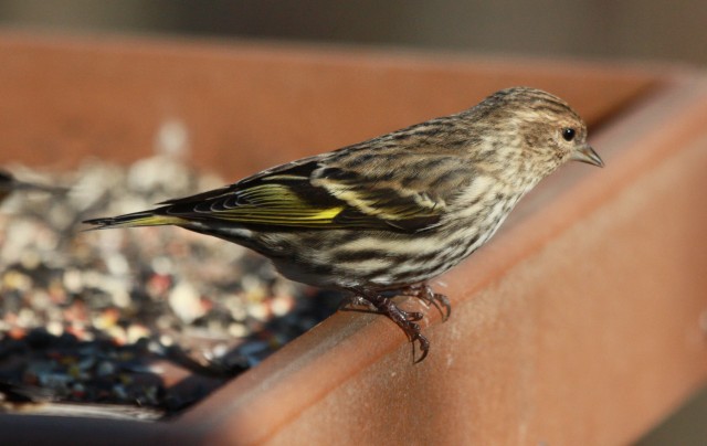 Pine Siskin photo #3