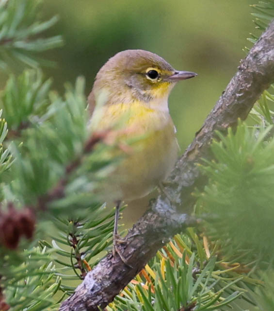 Pine Warbler