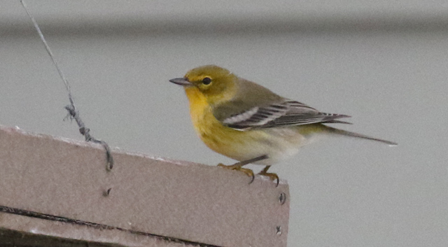 Pine Warbler