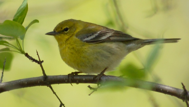 Pine Warbler (Spring adult female)