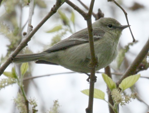 Pine Warbler (1st spring female)