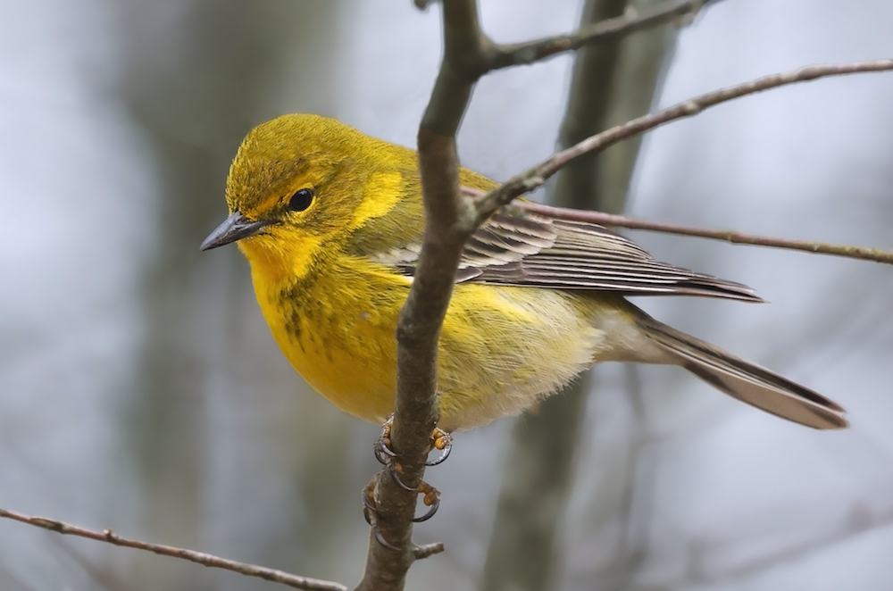 Pine Warbler (Spring adult male)