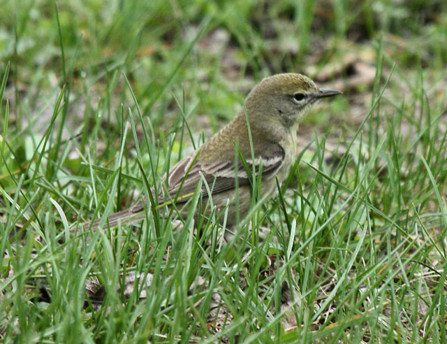 Pine Warbler (1st spring female)