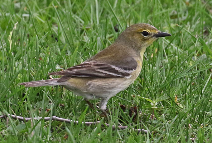 Pine Warbler (Spring adult female)