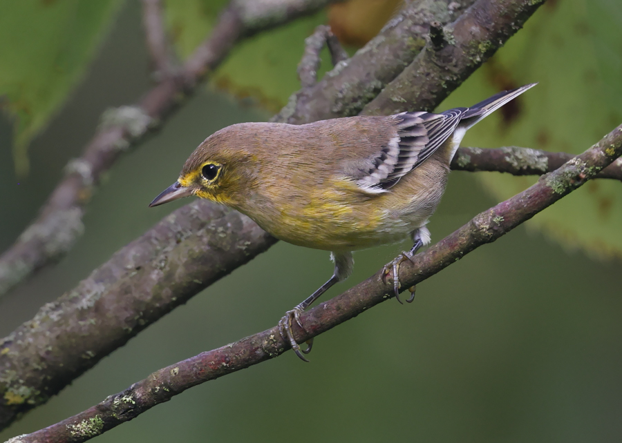 Pine Warbler