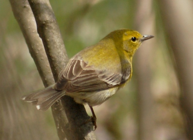 Pine Warbler (Spring adult female)