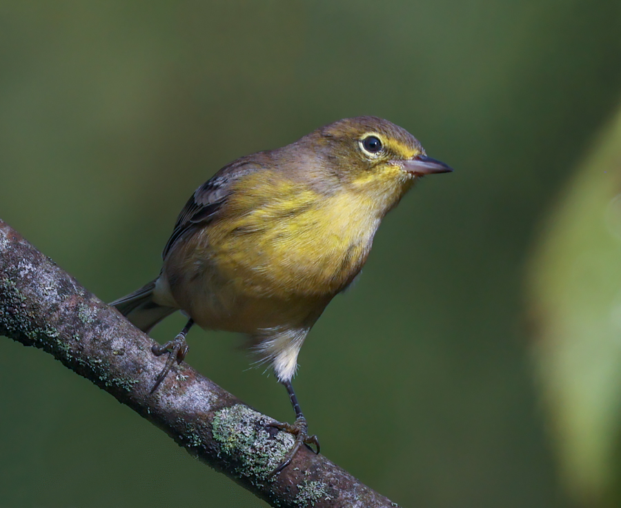 Pine Warbler