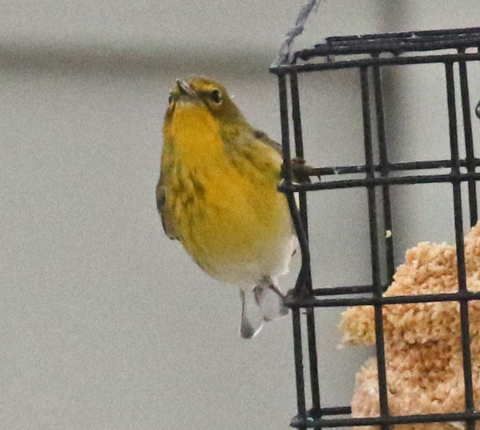 Pine Warbler