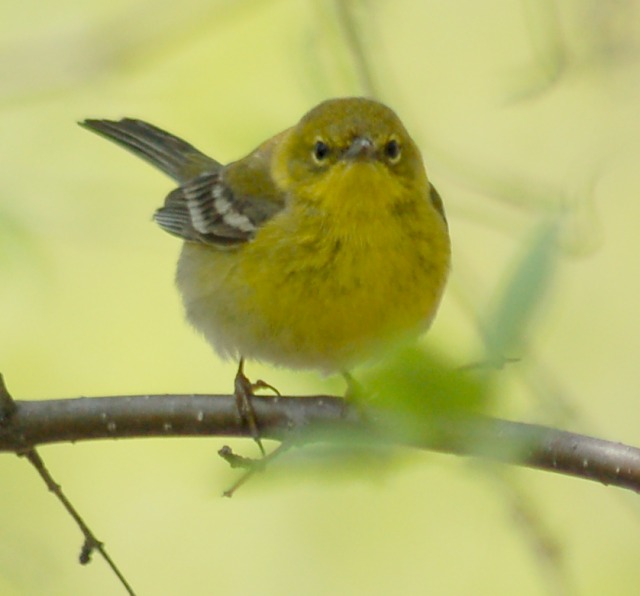 Pine Warbler (Spring adult female)