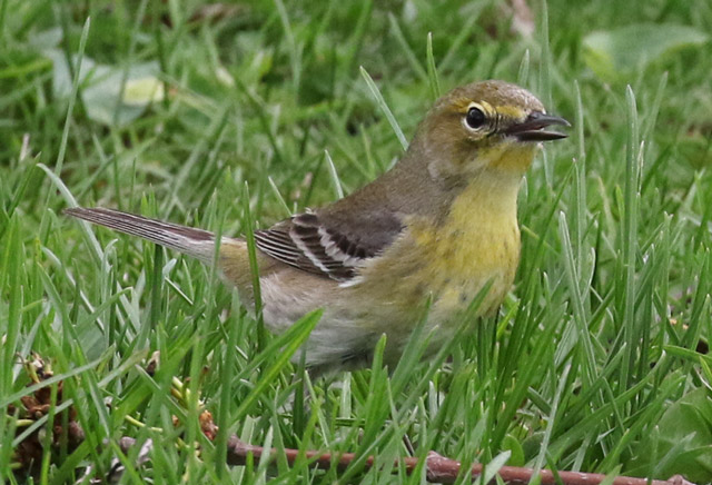 Pine Warbler (Spring adult female)