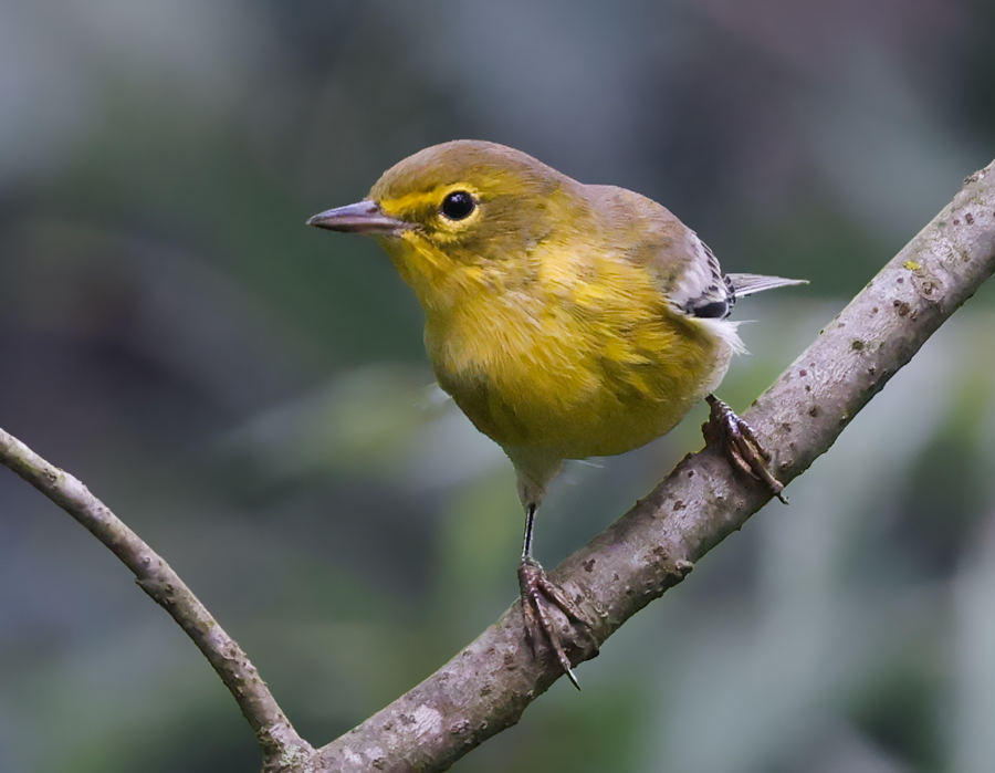 Pine Warbler