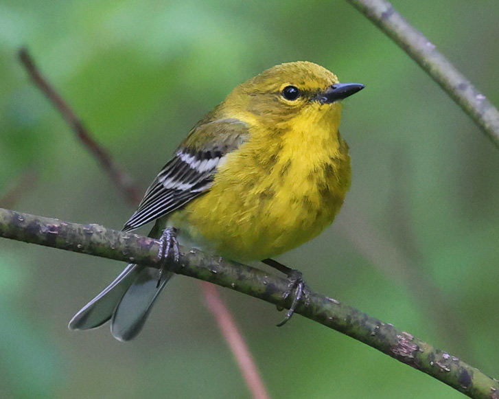 Pine Warbler (Spring adult male)