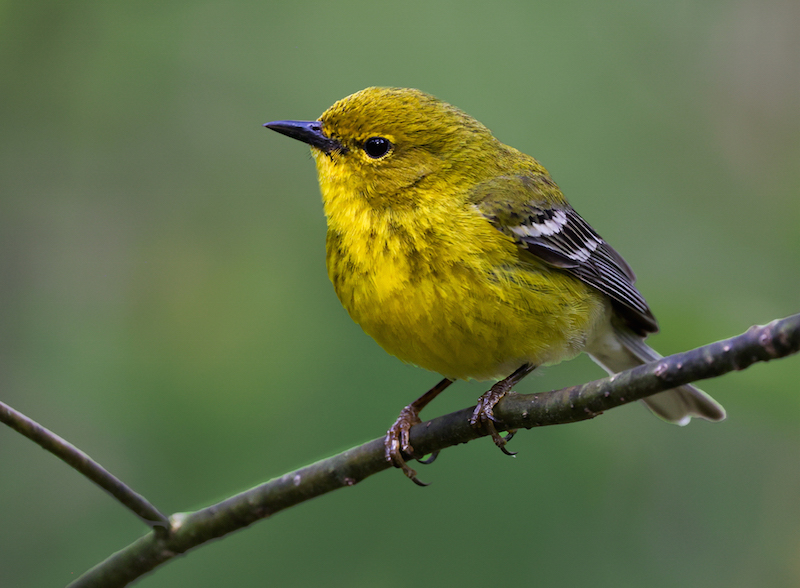 Pine Warbler (Spring adult male)