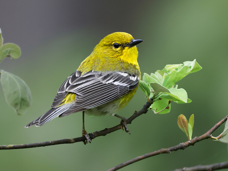 Pine Warbler (Spring adult male)