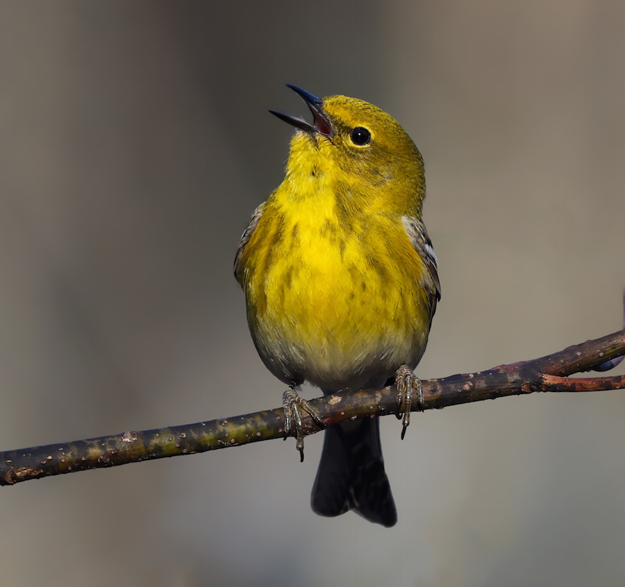 Pine Warbler (Spring adult male)