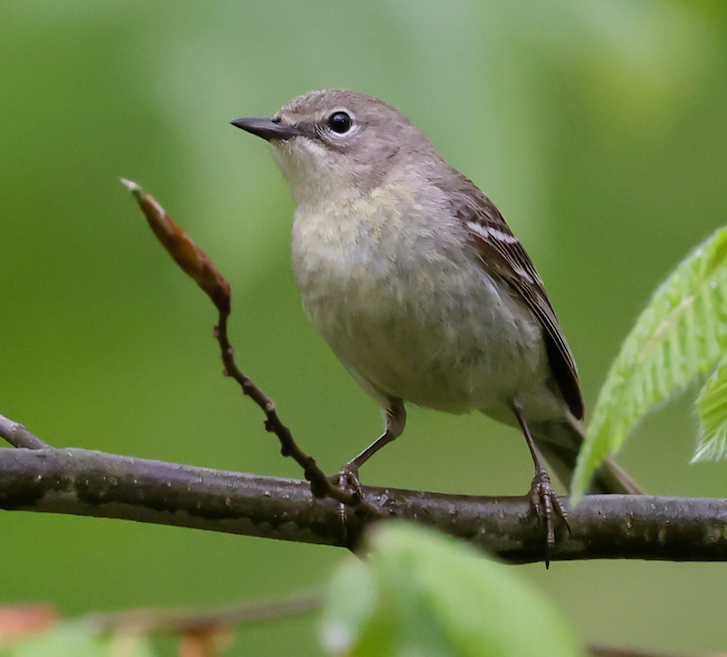Pine Warbler (Spring adult female)