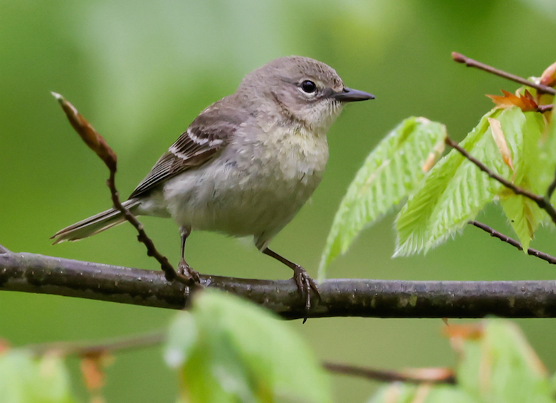 Pine Warbler (Spring adult female)