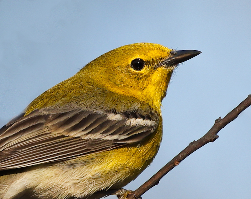 Pine Warbler (Spring adult male)