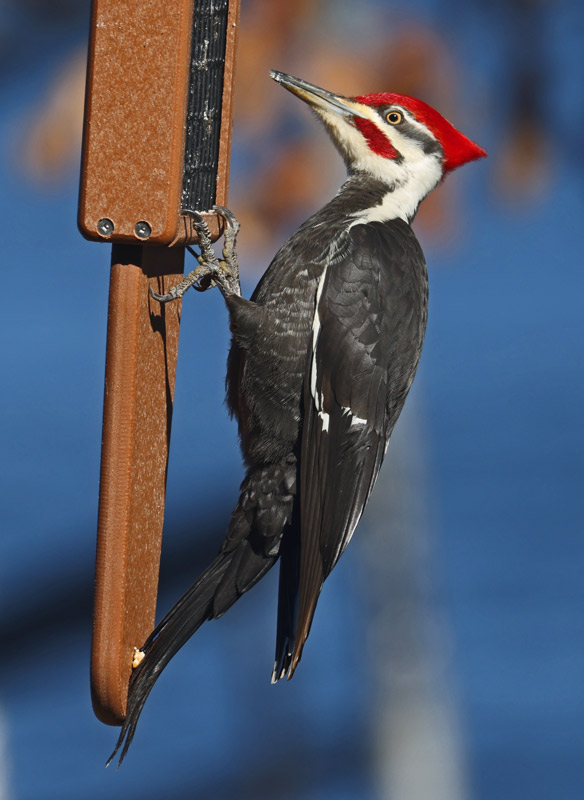 Pileated Woodpecker