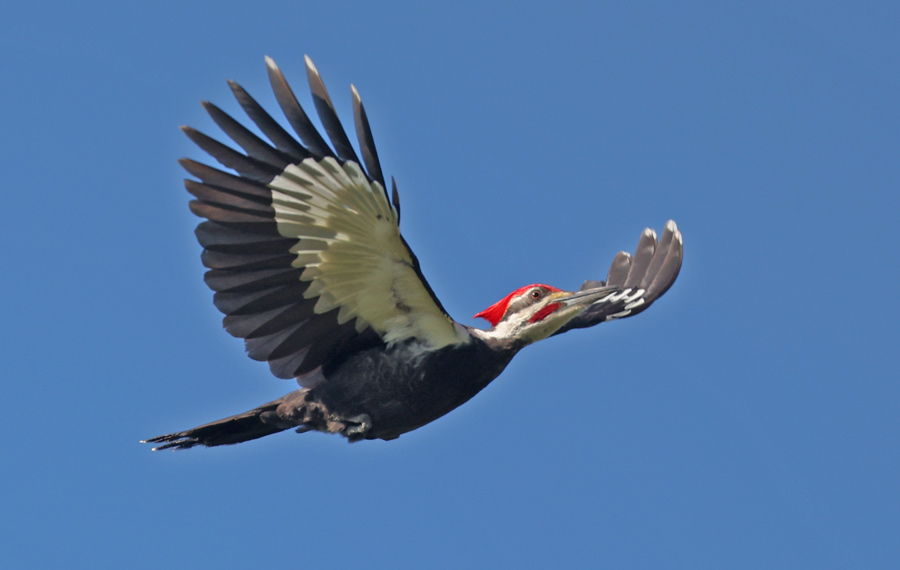 Pileated Woodpecker