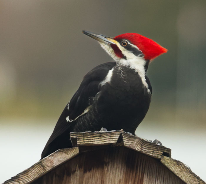Pileated Woodpecker