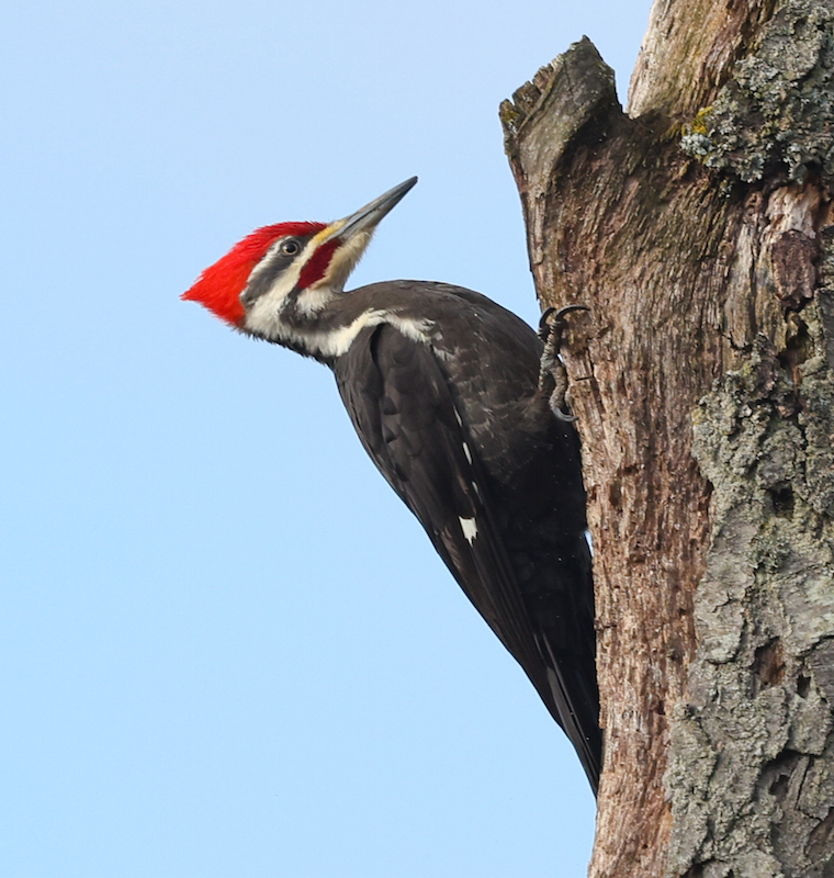 Pileated Woodpecker