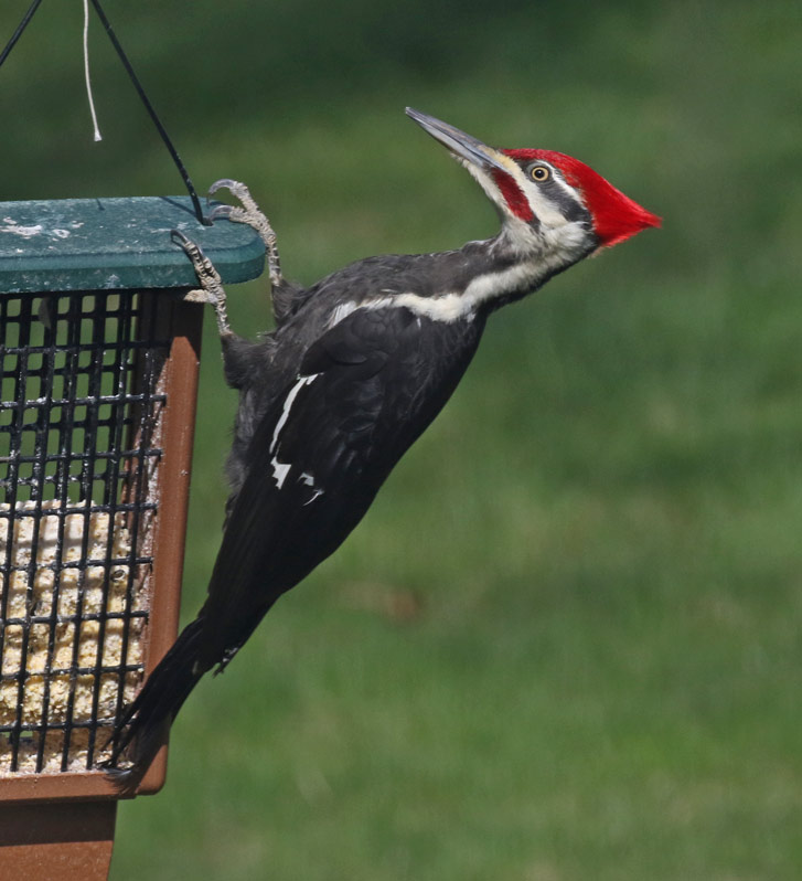 Pileated Woodpecker