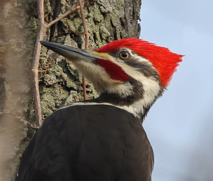 Pileated Woodpecker