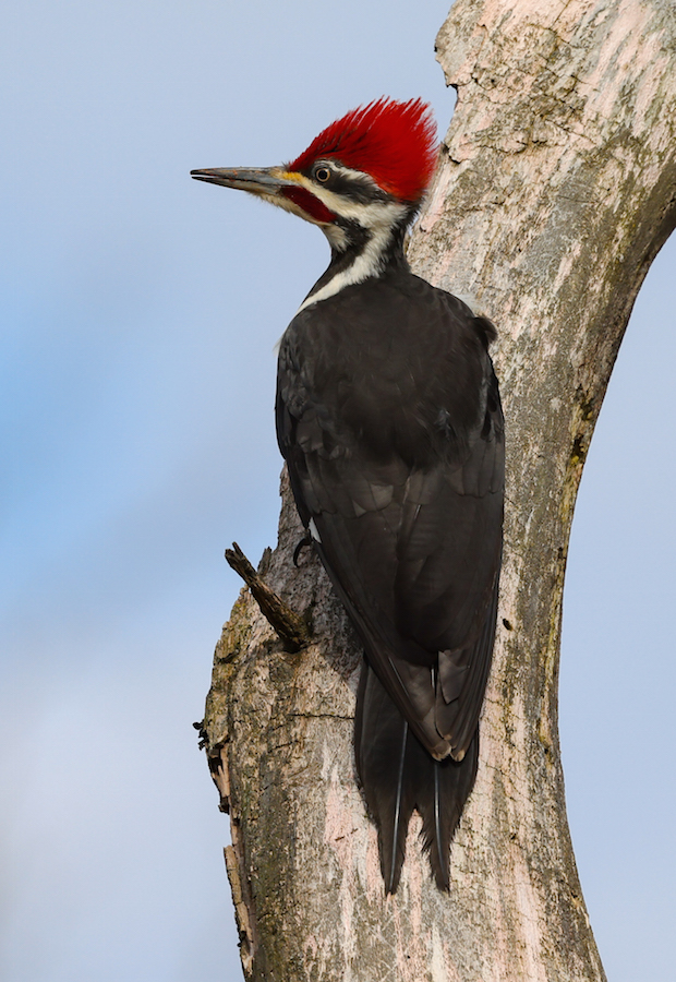 Pileated Woodpecker