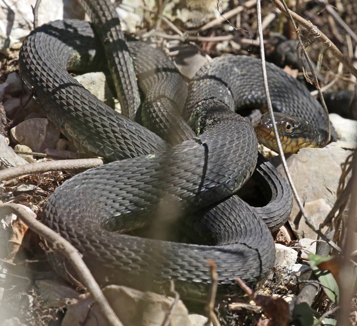 Water Moccasin (juvenile)