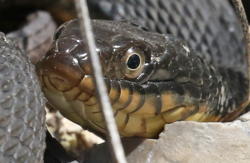 Water Moccasin (juvenile)