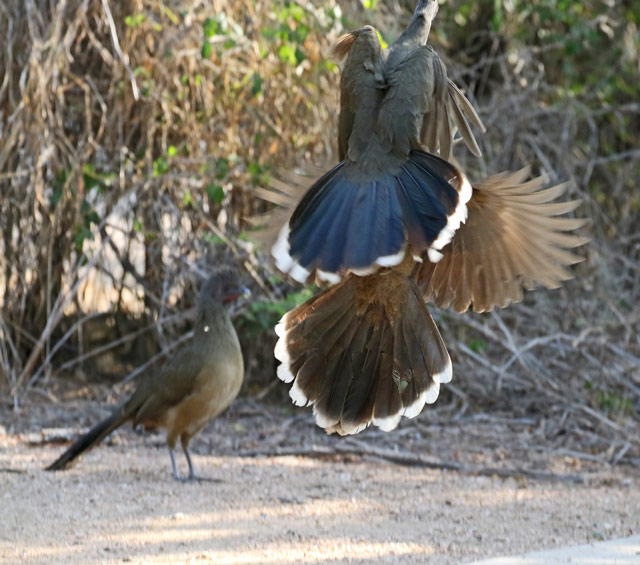 Plain Chachalaca