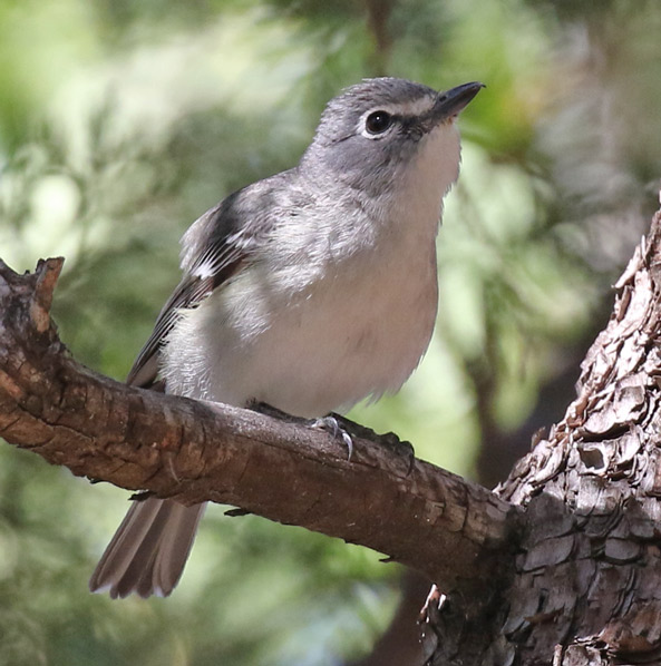 Plumbeous Vireo