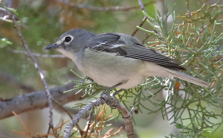 Plumbeous Vireo