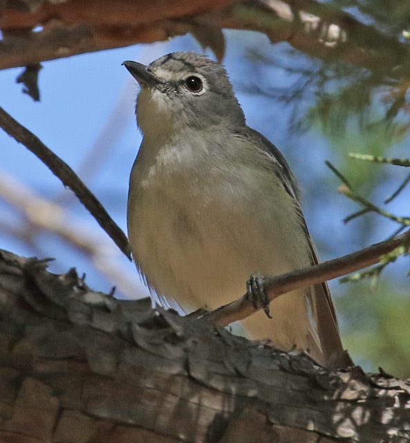 Plumbeous Vireo