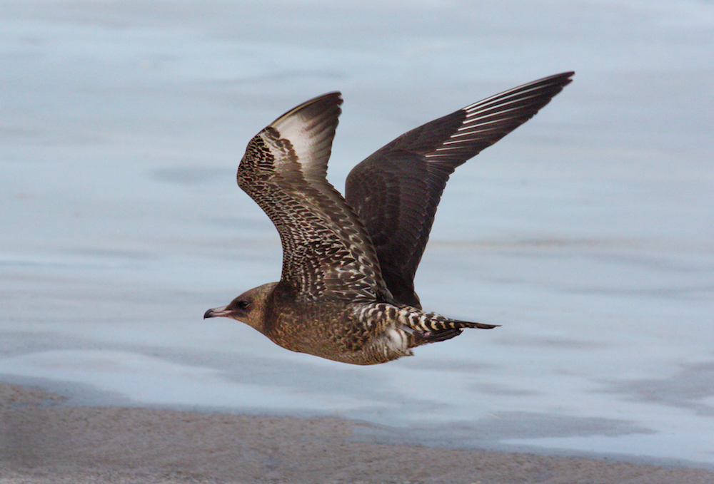 Pomarine Jaeger photo 3