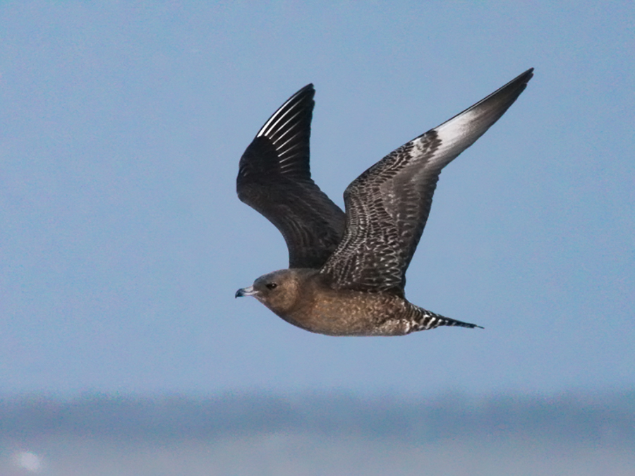Pomarine Jaeger photo 1