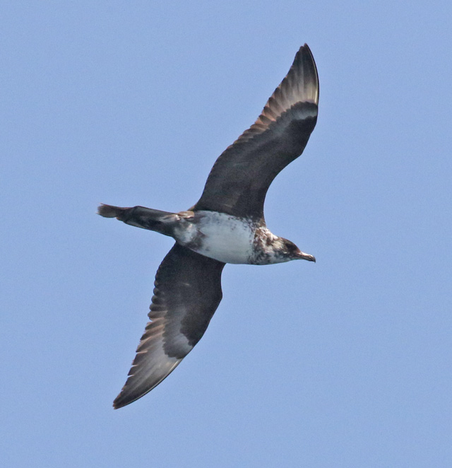 Pomarine Jaeger (breeding adult light morph)