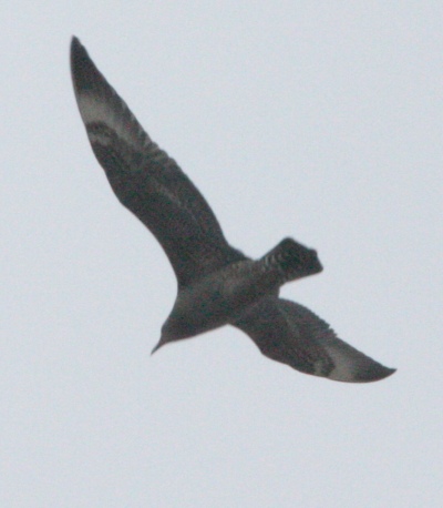 Pomarine Jaeger photo 2