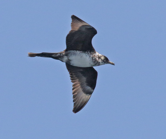 Pomarine Jaeger (breeding adult light morph)