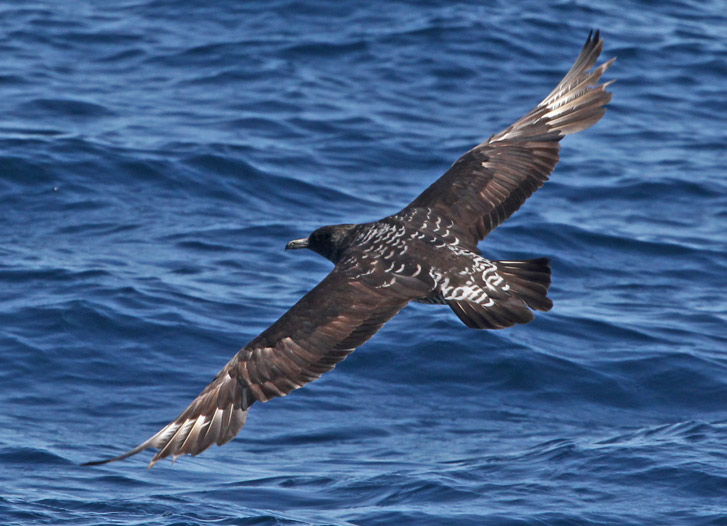 Pomarine Jaeger (nonbreeding adult light morph)