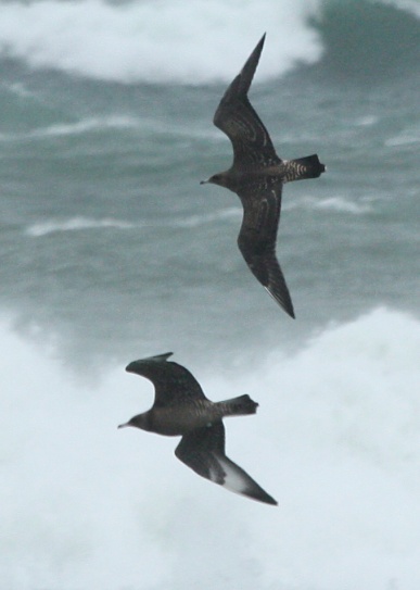 Pomarine Jaeger photo 1