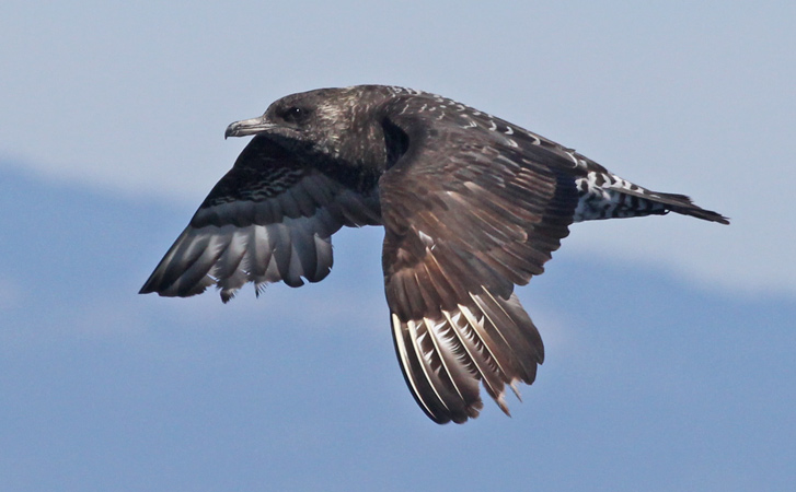 Pomarine Jaeger (intermediate sub-adult)