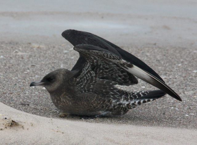 Pomarine Jaeger photo 1
