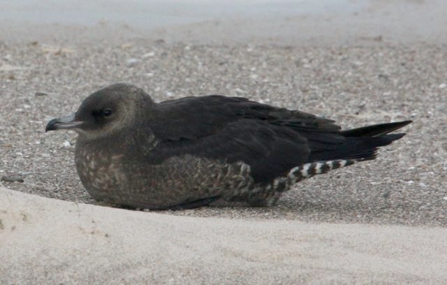 Pomarine Jaeger photo 3