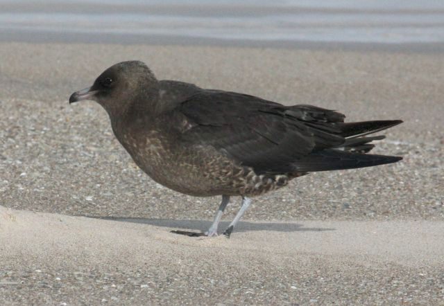 Pomarine Jaeger photo 2