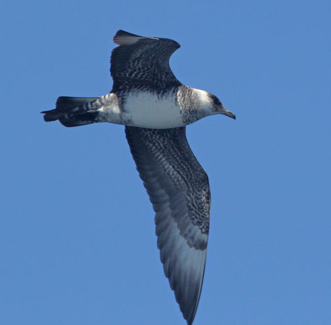 Pomarine Jaeger (intermediate sub-adult)