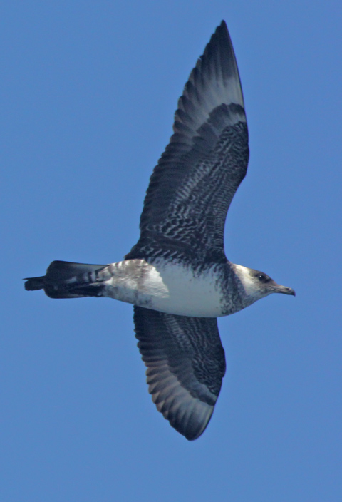 Pomarine Jaeger (intermediate sub-adult)