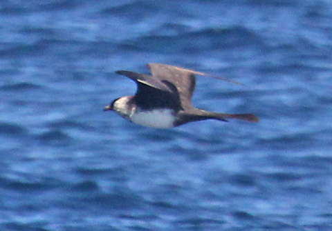 Pomarine Jaeger (breeding adult light morph)